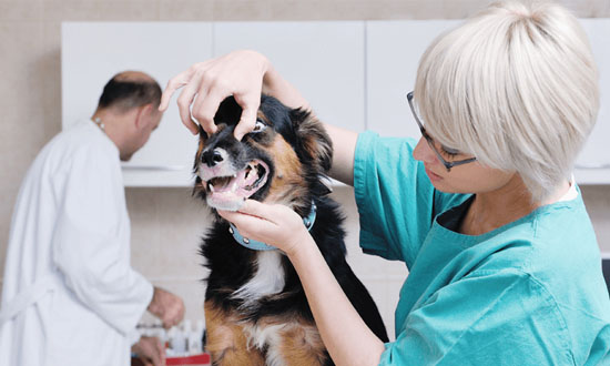 Get The Best Advice From Our Veterinary Counselling